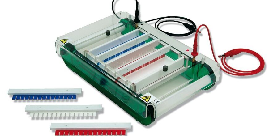 Formation Électrophorèse et caractérisation des produits biologiques